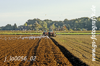 Bild in den Warenkorb legen