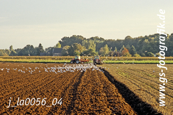 Bild in den Warenkorb legen