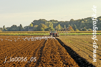 Bild in den Warenkorb legen