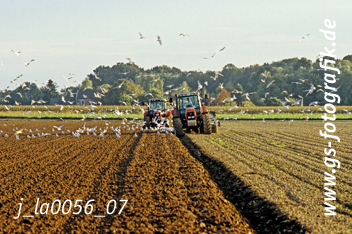 Bild in den Warenkorb legen