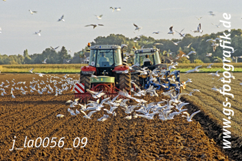 Bild in den Warenkorb legen