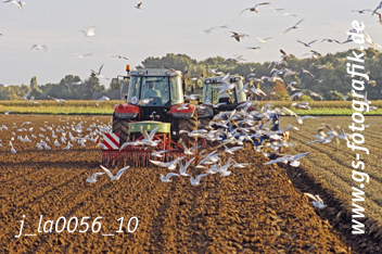 Bild in den Warenkorb legen