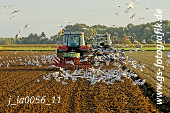 Bild in den Warenkorb legen