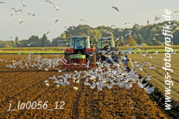 Bild in den Warenkorb legen