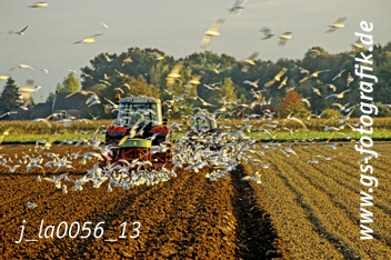 Bild in den Warenkorb legen