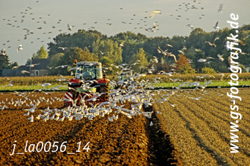 Bild in den Warenkorb legen