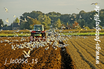 Bild in den Warenkorb legen