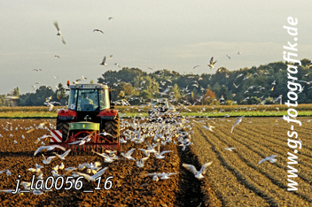 Bild in den Warenkorb legen