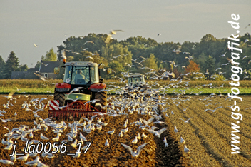 Bild in den Warenkorb legen