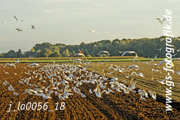 Bild in den Warenkorb legen