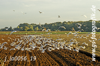 Bild in den Warenkorb legen