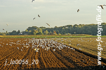 Bild in den Warenkorb legen