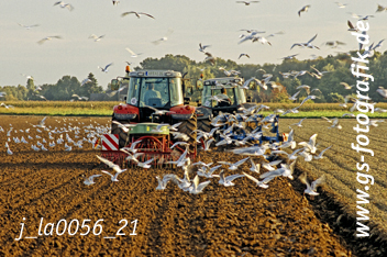 Bild in den Warenkorb legen