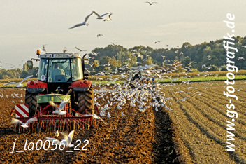 Bild in den Warenkorb legen