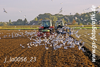 Bild in den Warenkorb legen