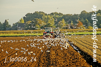 Bild in den Warenkorb legen