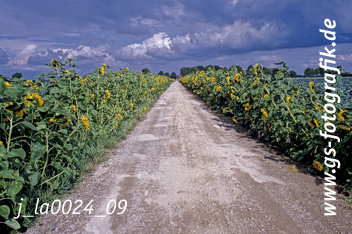 Bild in den Warenkorb click Bild in den Warenkorb click