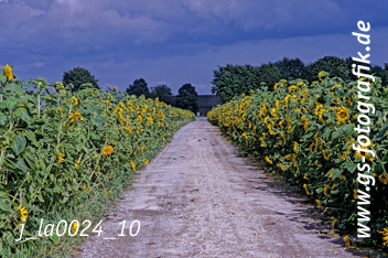 Bild in den Warenkorb click Bild in den Warenkorb click