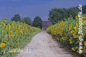 Bild in den Warenkorb click Bild in den Warenkorb click