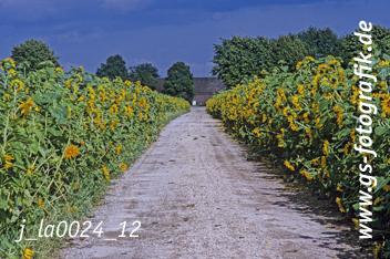 Bild in den Warenkorb click Bild in den Warenkorb click