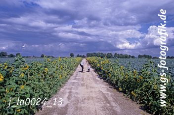 Bild in den Warenkorb click Bild in den Warenkorb click