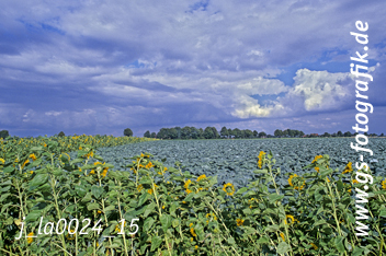 Bild in den Warenkorb click Bild in den Warenkorb click