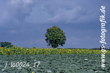 Bild in den Warenkorb click Bild in den Warenkorb click