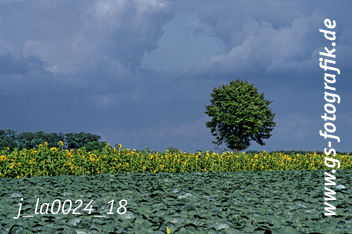 Bild in den Warenkorb click Bild in den Warenkorb click