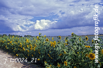 Bild in den Warenkorb click Bild in den Warenkorb click