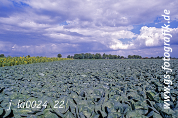 Bild in den Warenkorb click Bild in den Warenkorb click