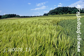 Bild in den Warenkorb legen Bild in den Warenkorb legen