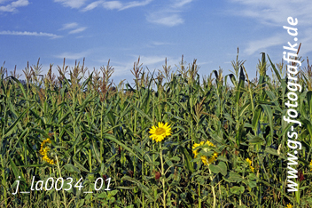Bild in den Warenkorb legen
