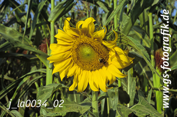 Bild in den Warenkorb legen