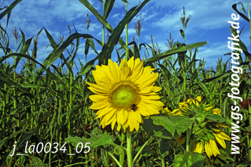 Bild in den Warenkorb legen