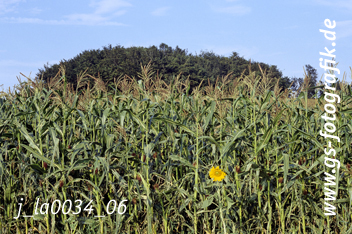 Bild in den Warenkorb legen