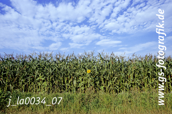 Bild in den Warenkorb legen