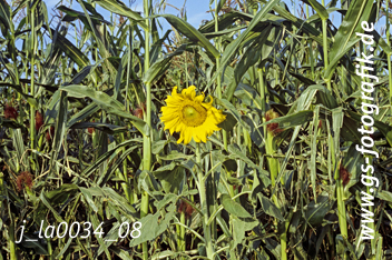 Bild in den Warenkorb legen