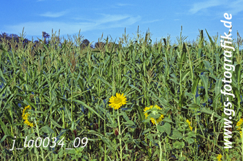 Bild in den Warenkorb legen