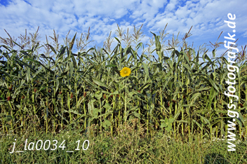 Bild in den Warenkorb legen