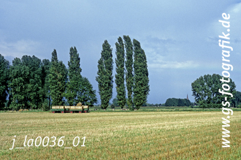 Bild in den Warenkorb legen