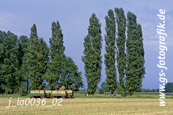 Bild in den Warenkorb legen