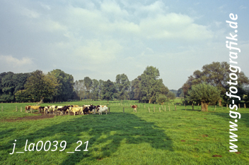 Bild in den Warenkorb legen