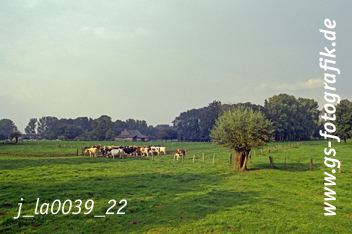 Bild in den Warenkorb legen