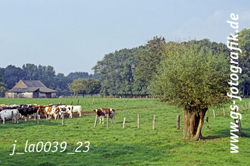 Bild in den Warenkorb legen