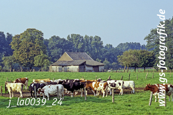 Bild in den Warenkorb legen