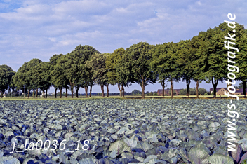 Bild in den Warenkorb legen