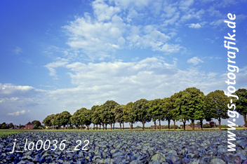 Bild in den Warenkorb legen