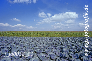 Bild in den Warenkorb legen