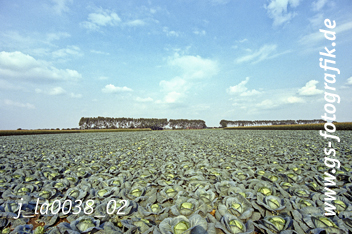 Bild in den Warenkorb legen