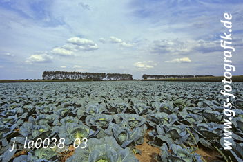 Bild in den Warenkorb legen